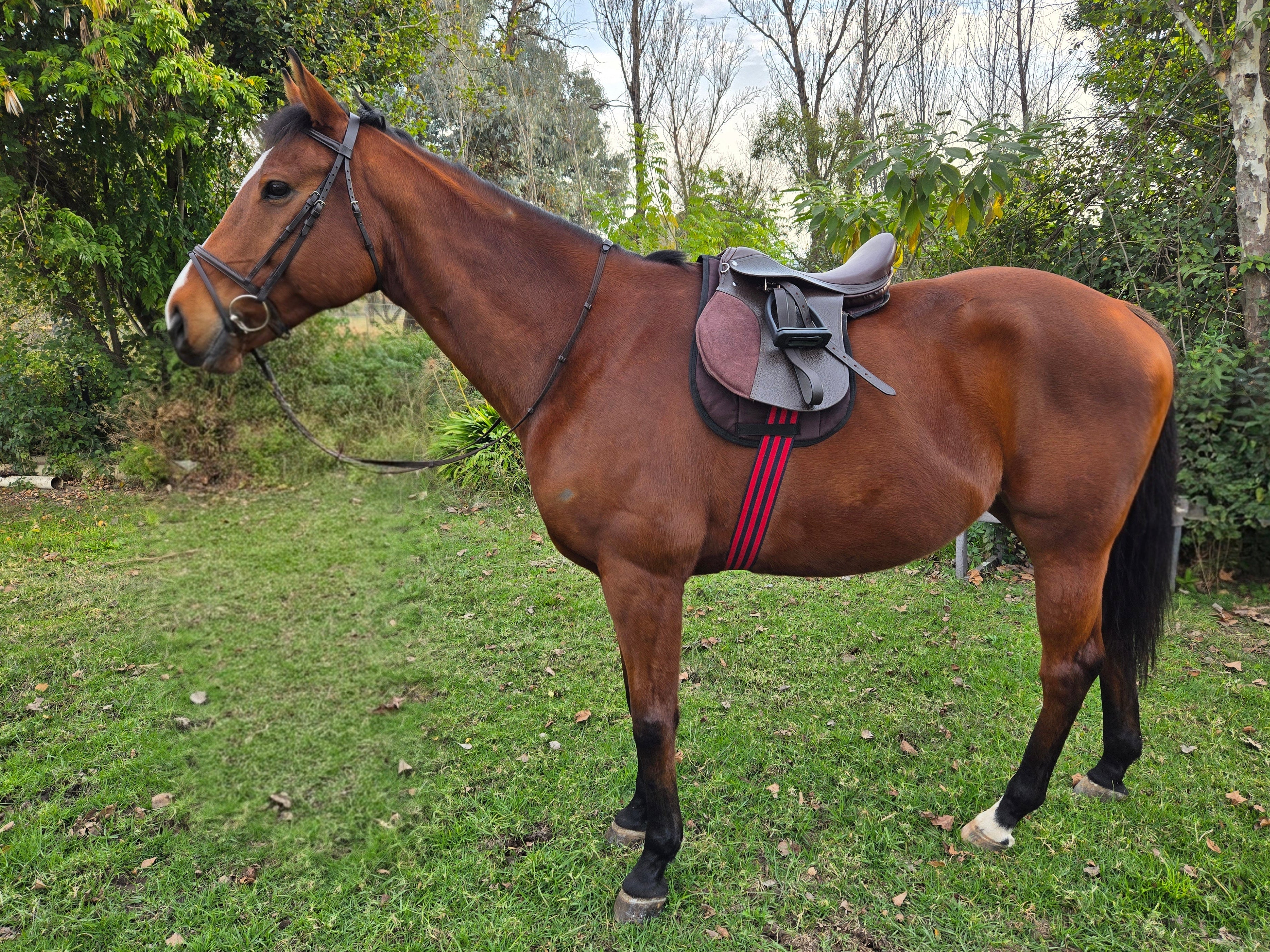 Brown horse with a saddle in a grassy field with trees in the background